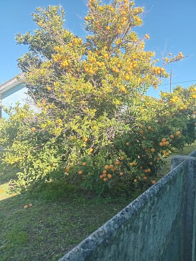 An outdoor scene shows a mature citrus tree laden with ripe orange fruits, positioned on a grassy area. The tree is dense with green foliage and branches, with numerous bright orange fruits visible throughout. Some fruits have fallen to the ground. To the left of the tree, a portion of a light blue building is visible. In the foreground, a textured, grey concrete wall runs diagonally across the frame, partially obscuring the lower part of the tree and the ground. The sky above is a clear, bright blue. The scene suggests a residential or agricultural setting within the Western Cape province of South Africa, possibly in the town of Ceres or one of the surrounding agricultural communities within the Witzenberg Local Municipality, known for its fruit production. There are no people or animals present in the image.