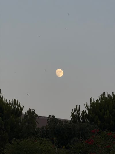 The image captures a full moon rising in a pale, twilight sky above a cityscape. Several small, silhouetted birds are scattered across the sky, some appearing to fly near the moon. In the foreground, the dark silhouettes of trees and foliage dominate the lower portion of the frame, obscuring much of the urban landscape. A hint of a building's roofline is visible behind the trees. Red flowers are interspersed within the greenery. The overall mood is serene and quiet, suggestive of early evening in an urban park or garden area. The scene is consistent with a view in Castelló de la Plana, Spain, where such natural elements can be found interspersed with urban structures.