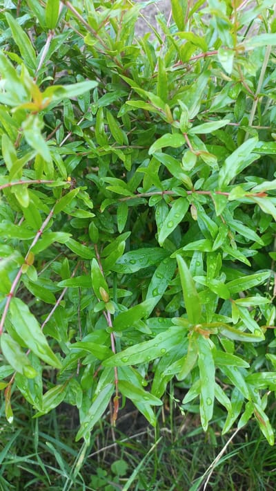 The image depicts a close-up view of dense, green foliage from a plant, likely a shrub or small tree. The leaves are elongated and pointed, with a slightly glossy texture. Many of the leaves are dotted with small water droplets, suggesting recent rain or dew. The stems are thin and reddish-brown, supporting the vibrant green leaves. The background consists of out-of-focus greenery and some darker earth or mulch, with hints of taller grass on the right side.
The scene appears to be outdoors, in a natural or garden setting. The lighting suggests it is daytime, possibly after a rainfall. There are no people or specific objects visible, and no text is present. The overall impression is one of natural growth and the freshness of a well-watered plant. The location context of Zhlobin, Belarus, places this natural scene within a specific geographical area.
