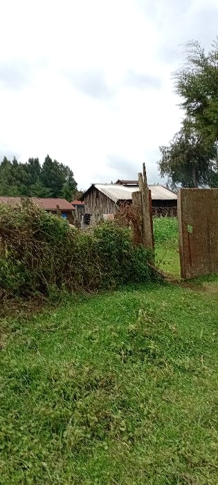This image depicts a rural or semi-rural scene in Gatakaine, Kenya, under an overcast sky. The foreground consists of overgrown green grass and various low-lying plants. A dense, untrimmed hedge or thicket of green foliage spans the midground, obscuring the view into the property beyond. Partially visible within this foliage are two rough wooden fence posts. To the right of the hedge, a portion of a grey, rectangular concrete or wooden gate or panel stands upright. Behind the hedge and gate, a patch of light green vegetation, possibly crops, is visible.
In the background, two primary structures are observed. The central building is a barn-like wooden structure with vertical planks forming its walls and a silver-colored corrugated iron roof. Clothes are visible hanging to dry on a line extending from this building. To the left of this structure, another building with a reddish-brown corrugated roof is partially obscured by trees. A dense line of dark green trees forms the distant background on the left, while a tall, slender tree with lighter green foliage stands on the far right. No individuals or active subjects are present in the scene.
