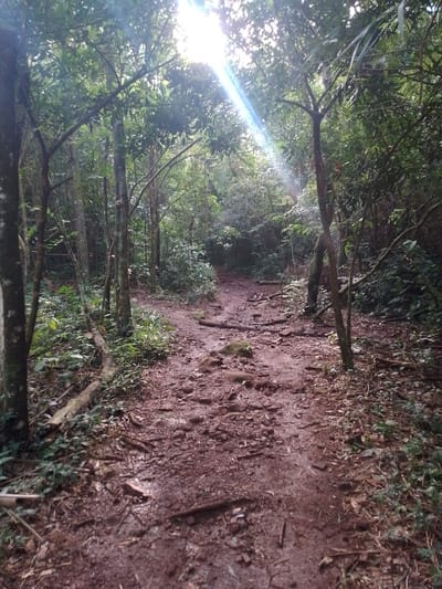The image captures a winding, reddish-brown dirt path leading through a dense, lush forest. The path is uneven, covered with small rocks, exposed tree roots, and scattered fallen leaves and debris, suggesting a natural and potentially challenging terrain. Tall, slender trees with abundant green foliage line both sides of the path, forming a thick canopy overhead that casts much of the scene in shadow.

A distinct, bright beam of sunlight cuts through the canopy from the upper center of the frame, indicating a sunny day, likely late morning or early afternoon, with the sun's rays filtering through the dense foliage. The muddy appearance of the path suggests recent dampness or rainfall. No people are visible, and no specific activity is taking place beyond the implied presence of a trail for walking or hiking. The overall setting is that of a quiet, untamed natural environment, consistent with a subtropical forest landscape in Villarrica, Paraguay. There is no visible text in the image.