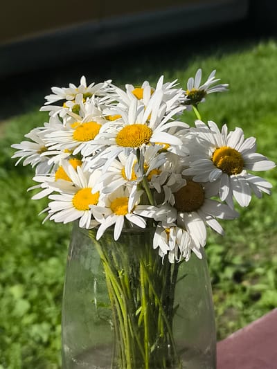 A bouquet of white daisies with bright yellow centers is displayed in a clear glass jar. The flowers are arranged in a dense cluster, with some petals slightly wilted, suggesting they may have been recently picked. The jar itself is simple and somewhat utilitarian, with condensation visible on its surface.
The background is a soft blur of green grass, indicating an outdoor setting, likely a garden or a grassy area. Above the grass, a dark, out-of-focus band suggests a shaded area, possibly from a building or trees. The lighting appears to be natural sunlight, casting distinct shadows on the daisy petals and highlighting their delicate textures. The overall impression is one of simple, natural beauty, capturing a moment of summertime freshness. The scene evokes a feeling of peace and appreciation for nature's simple gifts. The location context of Trudovik, Russia, places this scene in a rural or semi-rural Russian setting. No text is visible in the image.