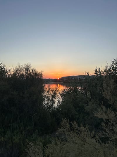 The image depicts a serene sunset scene at a coastal body of water, likely a lagoon or salt lake, in Playas de Vera, Spain. The sky transitions from a pale blue at the top to soft orange and yellow hues near the horizon. The sun, a bright orange orb, is partially visible, casting a vibrant reflection on the calm water. In the distance, a gentle hill is lined with buildings and palm trees, suggesting a developed coastal area. The foreground is dominated by dense, dark green foliage, including tall reeds and bush-like vegetation, framing the view of the water and the sunset. The overall impression is one of tranquility and natural beauty during twilight.