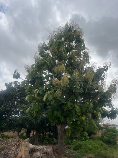 The image displays a vibrant outdoor scene, centered around a large, mature tree with broad, green leaves and numerous clusters of small, light-colored flowers. These flowers, possibly yellowish-white, are abundant throughout the tree's canopy, extending on long panicles. The tree occupies a significant portion of the frame, towering against an overcast, cloudy sky that dominates the upper left.
In the background, to the right of the main tree, there is dense, lush green foliage covering what appears to be a wall or structure, with hints of a building peeking through. Further down and to the right, dried, brown palm fronds and other woody debris suggest the presence of other trees or natural elements. The lower right portion also shows a thick, dark tree trunk, possibly belonging to the main tree or another nearby.
The setting is an outdoor, verdant landscape in Osogbo, Nigeria, characterized by abundant plant life. The weather is cloudy, indicated by the uniformly grey and textured sky, suggesting a soft, diffused daylight without direct sun. No specific activity or human subjects are visible in the frame. The image is a static capture of nature.