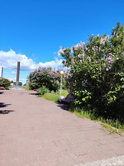 This image depicts a paved walkway in a city park, likely in Olenegorsk, Russia, given the context. The walkway is paved with reddish-brown interlocking bricks. To the right of the walkway, there are dense bushes with clusters of light purple flowers, possibly lilac. A wooden park bench with a red seat and backrest is positioned along the walkway, partially shaded by the bushes. Further down the walkway, a tall, cylindrical monument with decorative elements at its apex stands prominently. The monument is surrounded by a paved area with some grass and small plants. In the background, there are several modern white buildings. The sky is a vibrant blue with scattered white clouds, suggesting a clear, sunny day. There are no people visible in the image. The overall scene is one of urban greenery and public space.