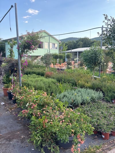 This image depicts a plant nursery located in Radanovići, Montenegro. The scene is dominated by an abundance of potted plants arranged outdoors. In the background, a light green, two-story building with white-framed windows and a tiled roof is visible. Adjacent to it, a white-roofed structure, possibly a greenhouse or another building, is also present. Rolling green hills covered in trees form the backdrop under a clear blue sky with scattered white clouds.
The foreground and midground are filled with various types of plants, including flowering bushes with pink and peach blossoms, dense green shrubs, and taller plants with dark foliage. Some plants are displayed in terracotta pots, while others are in black plastic containers. A metal pole with wires and a pulley system is situated to the left of the frame, near a flowering bush with purple blooms. The ground is covered with dark fabric, likely for weed control, and is scattered with fallen leaves and debris. There are no people visible in the image. The overall impression is of a well-stocked and operational plant nursery in a rural setting.