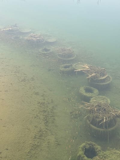 The image displays an underwater environment in Зеленогорское сельское поселение, Ukraine. Approximately 12 to 15 circular, ring-shaped structures are arranged in a roughly linear formation along the silty, algae-covered lakebed. These structures are uniformly dark and covered in green algal growth; several contain bundles of dried vegetation or organic debris within their openings or on their upper surfaces. Numerous small, light-colored fish are present, swimming in active schools around and between the submerged structures. The water is murky, exhibiting a greenish tint, with visibility decreasing towards the top and left of the frame. No human individuals or their direct actions are visible.