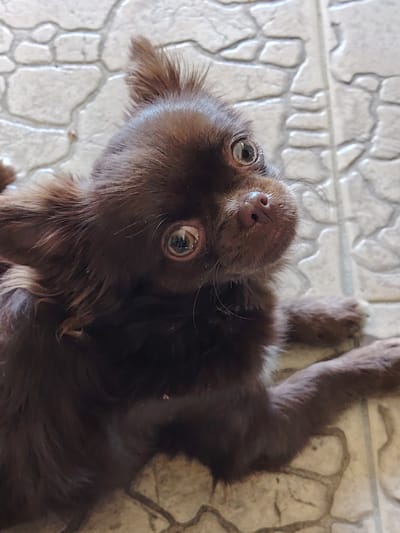 A chocolate-colored Chihuahua, possibly a long-haired variety, is lying down on a tiled floor. The dog's head is tilted upwards, with large, expressive eyes looking towards the camera. Its ears are perked up, and its nose is a moist, pinkish-brown. The tiled floor has a pattern of light-colored, irregularly shaped tiles with darker grout lines. The background appears to be an indoor or outdoor setting with a hard, flat surface. The lighting suggests an overcast day or indoor lighting conditions. There are no people visible in the image. The specific location in Мётчанскі сельскі Савет, Belarus cannot be determined from the visual information provided.
