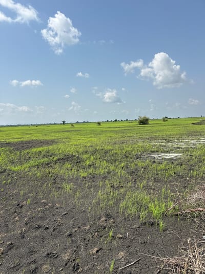 This media file depicts a wide, flat landscape in Lau, Nigeria, under a bright, partly cloudy sky. The scene is divided into a sky and land composition. The sky occupies roughly the left half of the frame and features a clear blue expanse interspersed with scattered white, puffy cumulus clouds.

The land portion, on the right, reveals a rural setting with a cultivated field. The field is characterized by dark, dry, cracked soil, particularly in the foreground and towards the right edge of the frame. Patches of young, green vegetation, likely crops such as rice or grass, are emerging from this soil. Towards the left and center of the land, the vegetation becomes more dense and a vibrant green, suggesting a section of the field that is more fully grown or irrigated. There are subtle indications of waterlogged areas or puddles in the field.

A few sparse trees are visible in the distance, dotting the horizon line of the field. The overall impression is one of an agricultural area, likely at the beginning of a growing season or after a period of dry weather, with signs of recent planting or rain. The lighting suggests it is daytime, with the sun casting a clear light on the landscape. There is no visible text in the image. The scene evokes a sense of openness and rural simplicity.