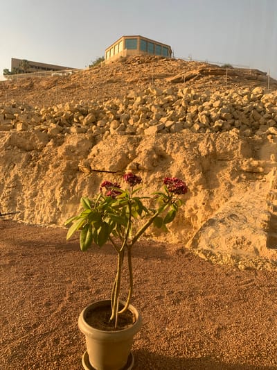 The image shows a potted plant with green leaves and dark red flowers in front of a rock wall in Al `Uyaynah, Saudi Arabia. The potted plant is on a ground covered with small reddish-brown gravel. A building is partially visible on the top of the rock wall. The sky is light blue.