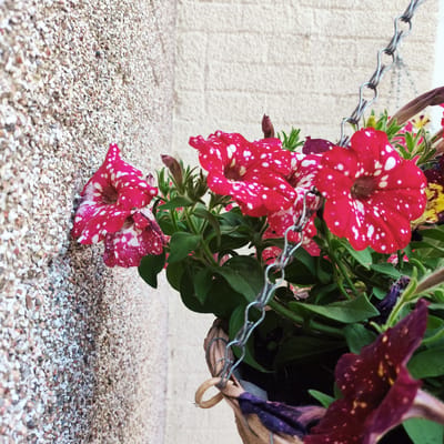 This close-up, eye-level shot features a hanging basket filled with vibrant red petunias speckled with white. The flowers are the primary subjects, with their trumpet-shaped blooms and green foliage dominating the frame. A metal chain, part of the hanging mechanism, is visible, connecting to the woven basket below.

The background consists of two distinct textures: a rough, pebble-dashed wall on the left, and a lighter-colored, brick-patterned wall behind the flowers. The lighting suggests it is daytime, possibly outdoors, as there are no artificial light sources visible. The overall impression is one of a bright, perhaps sunny day, though no specific weather conditions can be definitively determined. The setting appears to be residential, likely a garden or patio area. There is no discernible text within the image. The focus is on the natural beauty of the flowers against the textured architectural elements.