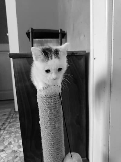 A small, white and black kitten sits atop a scratching post made of rope, facing the viewer, with its paws resting on the top of the post. The kitten is situated in a room in Berehove, Ukraine, with a wooden cabinet to its left. The wall to its right is white, with a dark vertical panel visible. The photo is in black and white. The floor tiles are visible in the lower left corner of the image. The kitten's eyes are closed. The kitten appears to be relaxed and comfortable.