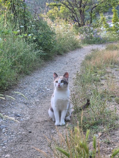 This image, captured in the city of Brosh, Bulgaria, presents a domestic short-haired cat situated centrally on a dirt and gravel path. The cat, exhibiting a dilute calico coat pattern of white, grey-blue, and dilute orange/peach patches, is in a seated position, looking upwards and slightly to its left with light green-yellow eyes. Its front paws are neatly tucked.
The path, composed of varied sizes of light grey and tan gravel mixed with dirt, recedes into the background, curving gently to the right. Both sides of the path are flanked by dense, unmanicured vegetation, primarily consisting of various green grasses, bushes, and scattered wildflowers, notably small white and purple blooms. Taller, dried grasses and weeds are also prominent in the immediate foreground on both sides of the path. In the background, a dense treeline with mature deciduous trees and their full green canopies forms a natural backdrop. Subtle, blurred indications of distant human-made structures are faintly visible through the foliage on the far right, suggesting proximity to a developed area. No human subjects or direct interactions are depicted. The lighting is soft and diffused, characteristic of early morning or late afternoon.