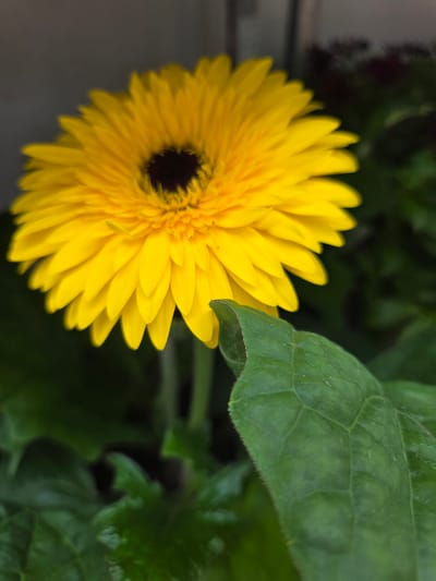 A close-up, low-angle shot focuses on a vibrant yellow Gerbera daisy. The flower's petals are bright and fanned out, with a dark center. A large, textured green leaf is in the foreground, slightly out of focus and partially obscuring the lower right portion of the daisy. The background is dark and blurred, with hints of other green foliage and possibly other flowers. The image appears to have been taken indoors or in a shaded area, given the lighting. There is no indication of the city of Claremorris, Ireland.