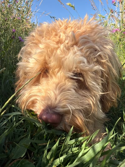 A close-up, low-angle outdoor shot shows a fluffy, golden-brown dog lying in green grass and wild purple flowers, with a clear blue sky above. The dog's face is mostly obscured by its shaggy fur, with only its snout and part of its face visible. The scene is likely in Poing, Germany, as indicated by the presence of local flora and common landscape features found in the area.