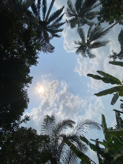 The image presents an upward perspective of the sky in Ikot Ete Ekpo, Nigeria. The scene is dominated by a bright blue sky with scattered white cumulus clouds. The sun is visible in the upper-left quadrant, partially veiled by clouds, emitting a distinct glare. The perimeter of the frame is filled with dark silhouettes of various tropical foliage, indicating a strong backlight. Multiple palm trees with characteristic fronds are observed along the top, upper-right, and lower-middle sections. Large, broad leaves consistent with banana plants are present along the mid-right and lower-right edges. Dense, darker green tree foliage occupies the entire left side of the image. No human subjects, animals, man-made structures, or specific actions are discernible within the frame.
