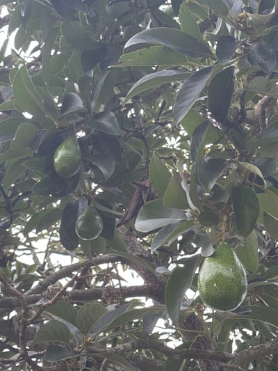 The image shows an avocado tree with several ripe avocados hanging from its branches. The tree is laden with dark green leaves and thick branches, with sunlight filtering through the canopy. The avocados are a vibrant green color, with some showing slight blemishes on their skin. The scene appears to be in a natural setting, likely a garden or orchard, given the presence of other trees and vegetation in the background. The location is specified as Xuan Truong, Da Lat, Vietnam, a region known for its agricultural production, including avocados. There are no people or animals visible in the image, and the focus is entirely on the fruit-bearing tree.