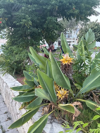 The image depicts a street-level view of a garden area with lush vegetation, featuring large, broad green leaves of what appear to be banana plants or a similar tropical flora. Two yellow, star-shaped flowers are prominently visible, with one larger and more developed at the top of a dried, cone-like structure, and another smaller one below. A man with graying hair and a beard is partially visible in the background, looking towards the camera, wearing a maroon top. He is standing near a stone wall that borders a paved walkway made of grey rectangular stones. Behind the man, a building with windows and architectural details is visible, suggesting an urban or semi-urban environment. Trees with dense green foliage are also present, creating a naturalistic backdrop. The lighting suggests it is daytime, possibly overcast or late afternoon. The scene is likely in Toulon, France, as indicated by the user's prompt.