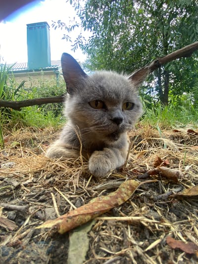 A gray kitten with yellow eyes is crouched low to the ground amidst dry grass and twigs. The kitten is in the foreground, its body mostly hidden by the dry vegetation, with only its head and paws visible. The background shows a house with a light-colored brick exterior and a green-colored chimney or vent pipe. Lush green foliage and trees are also visible, suggesting an outdoor setting. The scene appears to be in a residential area, possibly a yard, with a building and natural elements. The overall impression is one of a domestic animal in a natural or semi-natural environment.