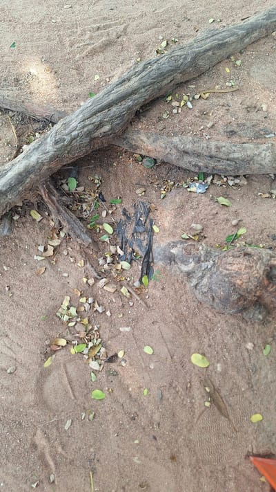The image shows a close-up view of exposed tree roots on sandy ground. The roots are thick and gnarled, with a rough, textured surface. They appear to be very old and have grown over and through each other. The ground is covered in light brown sand, with small pebbles and fallen leaves scattered around. Some of the leaves are green, while others are dry and brown. There is also a small amount of black plastic debris visible amongst the roots and leaves, suggesting litter in the environment. In the background, the sand shows a wavy pattern, possibly from wind or water. The scene appears to be outdoors, likely in a natural setting. The lighting suggests it is daytime, with no specific weather conditions being evident. There is no visible text in the image. The overall impression is one of nature reclaiming a space, with the roots prominently featured.