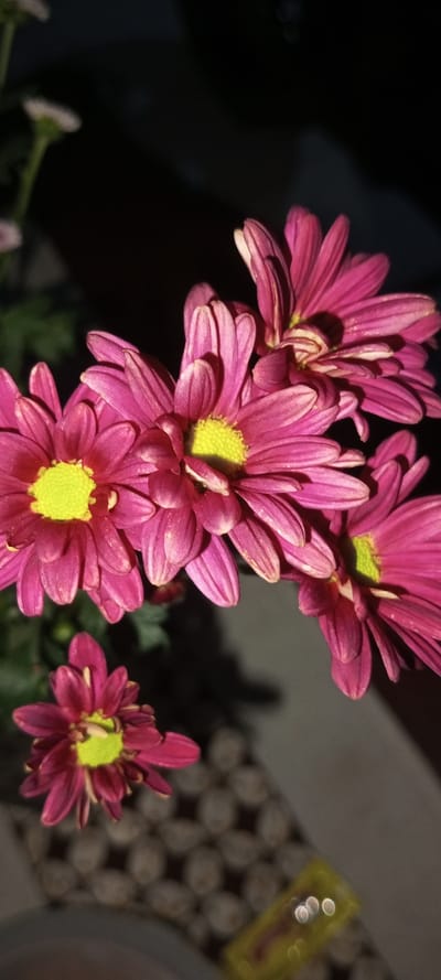 A cluster of pink chrysanthemums with bright yellow centers is captured in a close-up shot. The flowers are fully bloomed, showcasing numerous slender petals. The background is dark, creating a dramatic contrast and emphasizing the colors of the flowers. A small, blurred flower sits in the lower left, and a patterned surface with blurry, out-of-focus shapes is visible beneath.