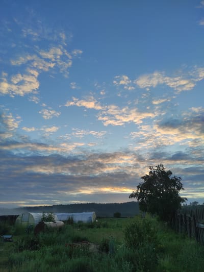 The image depicts an outdoor scene under a cloudy sky. The sky is a vibrant blue, with scattered white and light pink clouds, suggesting either sunrise or sunset. In the middle ground, there are several structures covered with translucent material, likely greenhouses or shelters. A large tree with dark green foliage stands on the right side of the frame, silhouetted against the sky. A wooden fence runs along the right edge of the image. The foreground is covered with lush green grass and various plants. There are no people or animals visible in the scene. The overall impression is a rural or semi-rural landscape. This scene is consistent with the natural environment found in the vicinity of Haita, Russia, a location characterized by its natural landscapes and agricultural activities.