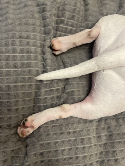 The image shows a close-up view of a white dog's legs and tail lying on a textured gray blanket. The dog's paws are visible, with some dirt on them. The tail is white and bushy. The blanket has a waffle-like pattern. The image does not contain any elements that would indicate a location in the city of Новогорелово, Russia, or any other specific geographic location.