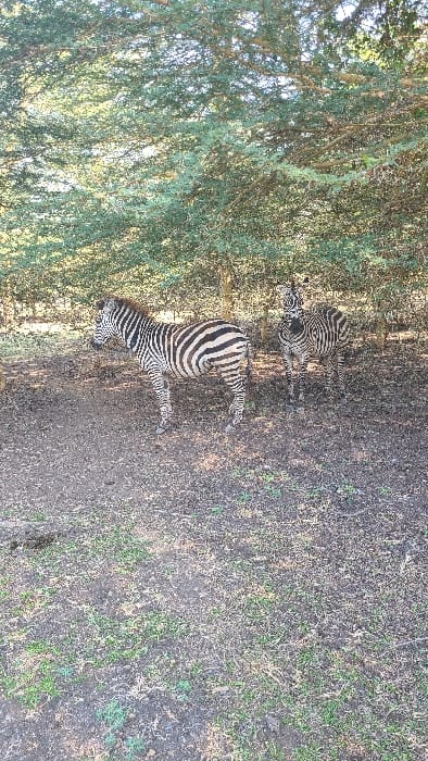 Two zebras are observed standing under the canopy of multiple trees within an unpaved area in Mto wa Mbu, Tanzania. The foreground zebra is positioned on the left, facing left in profile, displaying its distinct black and white stripes. A second zebra is located in the background, slightly to the right of the frame's center, facing towards the viewer with its head slightly raised. The ground is composed of dark earth with sparse patches of green grass and scattered dry leaves or debris. Overhead, dense green foliage from numerous trees creates a dappled light effect. No human subjects or additional animals are present.