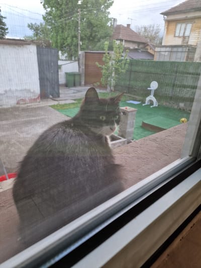 A gray cat is sitting on a windowsill, looking out through a screen. Outside the window is a view of a residential area. Buildings, trees, and a fenced yard are visible. The location is likely within the city of Byala Slatina, Bulgaria. A white object with a round top and two curved arms is in the yard.