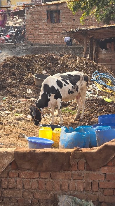 A black and white cow stands amidst debris and buckets. The surrounding area includes dried vegetation, rope, and a collection of colorful plastic buckets stacked vertically. A brick structure is partially visible to the right of the cow and buckets. In the background, there's a building with a window, and a street scene with people and a sign. The perspective is slightly tilted.