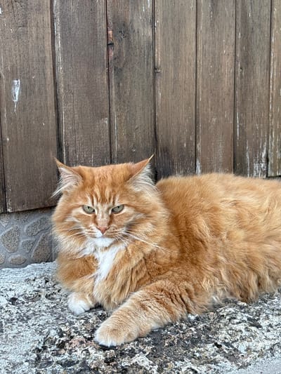 This media file features an orange tabby cat with green eyes lying on a textured surface. The cat is positioned diagonally, with its head facing towards the left side of the frame. Its fur is long and fluffy, with patches of white on its chest and muzzle. The cat's paws are visible, one resting on the textured surface and the other tucked underneath.

The background consists of two distinct textures. The left side of the image shows a wooden surface made of horizontal planks. The wood appears weathered and has a rustic, aged look with visible grain and some white speckles. To the right of the cat is a rough, greyish-white textured surface, possibly a rock or concrete, with an uneven and porous appearance. A portion of a patterned stone or tile surface is visible at the bottom right.

The lighting suggests it is daytime, with a natural light source casting subtle shadows. The overall scene appears to be outdoors, given the textures of wood and stone. No people or specific activities are depicted, other than the cat resting. There is no visible text in the image. The setting evokes a sense of tranquility and a relaxed atmosphere.