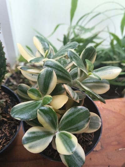 A variegated succulent plant, displaying thick, ovate leaves with prominent green stripes on a creamy yellow background, is centered in a black plastic pot. The pot contains a dark, granular growing medium. To the left, a partial view of a green cactus with visible spines is present. The background features blurred green foliage and a light-colored, possibly white, vertical surface. The black pot rests on a reddish-brown surface, visible on the lower right. The scene is uniformly illuminated by ambient light. This plant arrangement is located in the city of Munyati, Zimbabwe.