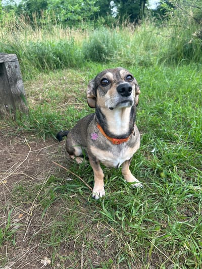 A small to medium-sized mixed-breed dog, predominantly tan and dark brown with white chest markings and floppy ears, sits attentively on a patch of mixed green grass and dry dirt in Lyaskovets, Bulgaria. The dog wears a bright orange collar with a pink paw-print-shaped tag and is looking upwards and slightly to the right with an alert, focused expression. To the left, a weathered wooden post with two visible dark metal fasteners occupies part of the midground. The immediate foreground consists of sparse green and dry brown grass and dirt, with a small green spherical object visible on the right side of the frame. The background is composed of out-of-focus dense green foliage, indicating trees and bushes under natural daylight conditions. No other individuals or animals are visible.
