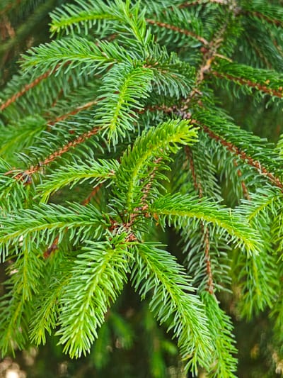 The image displays a close-up view of lush green fir tree branches. The needles are dense and vibrant, with a few brown twig segments visible. The background is softly blurred, indicating a shallow depth of field, and appears to be a forest environment. The lighting suggests an outdoor setting, possibly during daylight hours. There are no people or discernible man-made objects in the image. The image is of a natural scene, specifically focusing on the foliage of a fir tree.