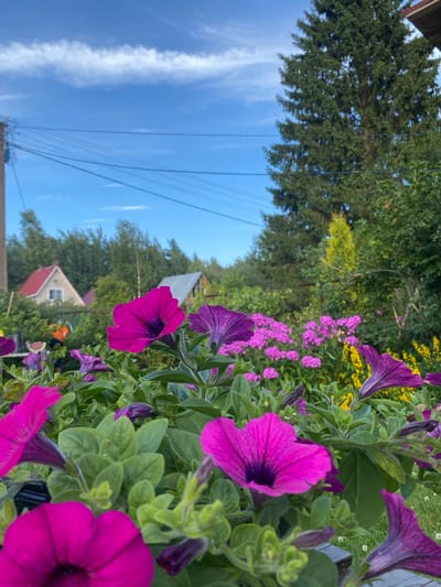 This image, taken in the city of Leipyasuo, Russia, captures a vibrant garden scene. In the foreground, several large, bright magenta petunia flowers are in full bloom, their velvety petals reaching towards the viewer. Behind them, a profusion of smaller, delicate pink flowers creates a soft, colorful carpet. Interspersed among the pink flowers are clusters of bright yellow blooms, adding a cheerful contrast.
The background reveals a lush, green landscape typical of a rural or suburban setting. Tall coniferous trees dominate the upper right portion of the frame, their dark green needles stark against the bright blue sky. To the left, a glimpse of a house with a red-tiled roof can be seen, nestled among the trees. Power lines crisscross the sky, a subtle reminder of civilization's presence. The overall impression is one of a peaceful, sun-drenched summer day in a well-tended garden.