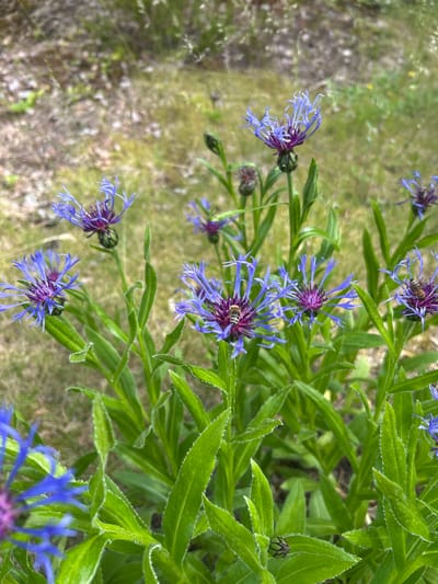 This image depicts a close-up view of a cluster of purple cornflower blossoms in a natural setting. Two bees are visible, one on a flower in the middle of the frame and another on a flower to the right, actively engaged in collecting nectar. The flowers are vibrant purple with delicate, spiky petals and dark purple centers. They are surrounded by lush green foliage with long, pointed leaves. The background is softly blurred, showing a mix of dry soil, green grass, and some lighter foliage, suggesting an outdoor environment, possibly a meadow or garden. There is no indication of the specific location within the city of Kongsberg, Norway. The image is a high-angle shot, focusing on the flowers and their visitors.