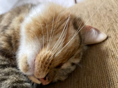 The image is a close-up, low-angle shot of a cat sleeping on a brown, textured surface. The cat's fur is a mix of tabby stripes, orange, and white. Its eyes are closed, and its pink nose is visible. Long white whiskers extend from its face. The background is a blurred, brown, woven material, likely upholstery. There is no identifiable information in the image that can be linked to the city of Дресвяново, Russia.