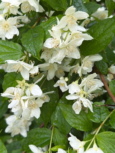 This media file captures a close-up view of a cluster of white jasmine flowers with lush green leaves. The flowers are in various stages of bloom, with delicate white petals and prominent yellow stamens. Some petals show tiny water droplets, suggesting recent rain or dew. The leaves are a deep green and appear glossy, possibly due to moisture. The overall scene is natural and serene, likely taken outdoors. The light suggests it could be daytime, and the presence of water droplets indicates humid or wet weather conditions. There are no people, text, or specific identifiable objects beyond the flora. The provided location context of Aespa, Estonia, places the image within a natural landscape, possibly a garden or wooded area typical of the region. The image evokes a sense of freshness and natural beauty.