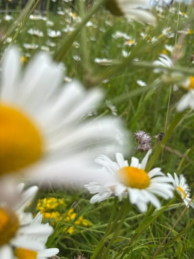 A close-up, blurred photograph shows a field of daisies in Privolzhsky, Russia. The foreground is dominated by a large daisy, its yellow center and white petals out of focus. Behind it, smaller daisies and green grass create a bokeh effect. A few small purple flowers are also visible. The lighting is natural, suggesting an outdoor daytime setting.
