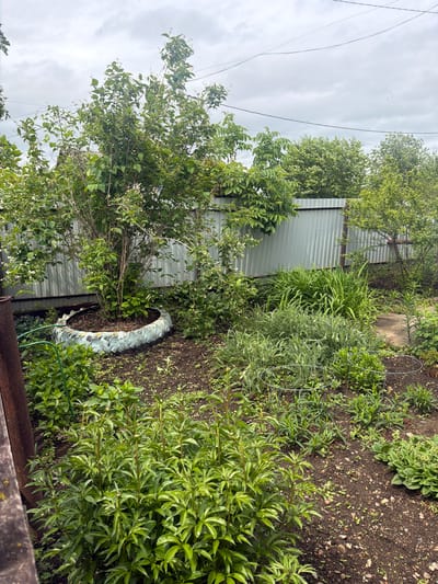 The image depicts a lush, verdant garden area in Valdgeym, Russia, under an overcast sky. The scene is presented as if viewed horizontally, though the original file is rotated.

The garden is rich with various plants and foliage. In the foreground and extending into the midground on the right, large groups of green plants with elongated, glossy leaves dominate, possibly a variety of peony, with some slender stems visible. Dark, moist soil is visible between plant clusters, dotted with small pebbles and emerging seedlings. Circular metal plant supports are placed among some of the smaller plants. Further into the garden, there are beds of finely textured, silvery-green foliage, likely lavender, and tall, grassy-leaved plants.

A corrugated metal fence, light grey with a brown top and bottom trim, forms a significant boundary across the midground. In front of the fence, towards the left, a large, weathered tire painted white and blue is repurposed as a planter, filled with soil and smaller plants. A green garden hose is partially visible on the ground next to it.

Beyond the fence and extending upwards on the left side of the frame, several deciduous trees with vibrant green leaves and small white blossoms are prominent, suggesting spring or early summer growth. Above the trees and stretching across the grey, cloudy sky are thin utility lines. A single, transparent bubble floats distinctively in the overcast sky.

No people or visible text are present. The atmosphere is one of natural growth and a slightly informal, thriving garden setting during daytime under cloudy weather.
