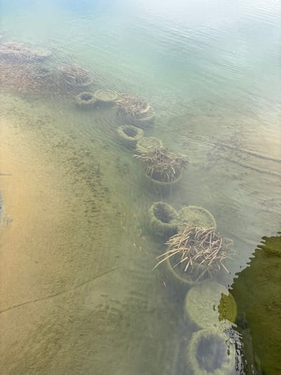 A shallow, turbid water body in Зеленогорское сельское поселение, Ukraine, is depicted. The underwater substrate transitions from a sandy bank on the left to a sediment-covered, greenish bottom. A linear series of at least eleven submerged circular structures, consistent with tires or concrete culverts, extends diagonally from the lower right foreground towards the upper left background. Several of these circular structures contain dense bundles of dry, brown fibrous plant matter, resembling reeds or grass. A school of approximately 10-15 small, light-orange fish is observed swimming near the center-left of the frame, adjacent to these structures. The water's surface exhibits minor ripples. A dark, possibly algae-covered, reflective edge is present on the far right of the image. No individuals are present.