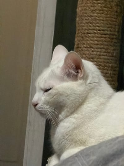 A close-up shot features a white cat lying with its head and upper body resting on a light-colored, flat surface. The cat's face, including its ears, one visible eye, nose, and whiskers are prominent. Behind the cat, to the left, there is a textured, brown, woven surface. A portion of a gray object is visible towards the upper-right corner of the image. The background below the flat surface is a light tan or beige color. There is no indication this image was taken in Tokkari, Russia.