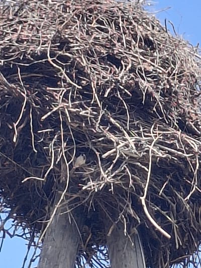 The image shows a close-up view of a large bird's nest constructed from twigs and branches, situated atop what appears to be a wooden post. A small bird, with light and dark plumage, is visible within the nest. The background consists of a clear blue sky. The scene is likely in Lēdmane, Latvia, given the prompt.
