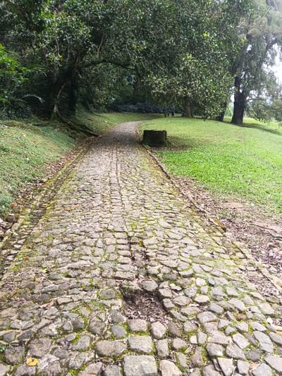 This image displays a cobblestone pathway winding through a lush green environment in Tây Ninh, Vietnam. The pathway, constructed from irregularly shaped grey stones, dominates the foreground and midground, receding and curving slightly to the left. Moss and small vegetation are visible growing between the cobblestones, and a distinct irregular depression where several stones are missing is present in the foreground of the path.
To the left of the pathway, a sloped bank covered in dense green grass and foliage rises, featuring visible tree roots and large trees with dark trunks and full canopies. To the right of the pathway, a flatter expanse of mown green grass extends, also bordered by mature trees. A dark, cylindrical object, consistent with a weathered tree stump or concrete block, rests on the grass to the right of the path, near its curve. In the distant background, on the right side of the image, two dark, indistinct human figures are visible walking or standing on the grass. The scene is illuminated by ambient daylight, highlighting the vibrant green vegetation and the weathered texture of the path.