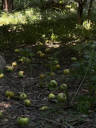 A collection of fallen apples lies scattered on the forest floor. The apples are predominantly green or yellowish-green, with some showing signs of bruising or decay. They are spread across a mixture of dry leaves, dirt, and sparse vegetation. Sunlight filters through the trees, creating patches of light and shadow on the ground. The environment suggests an orchard or wooded area within the city of Bayanday, Kazakhstan. There are no people or animals visible in the scene.