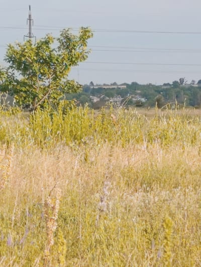 The image depicts a rural landscape near Chystiakove, Ukraine. In the foreground, tall dry grasses and vegetation dominate the scene, with some greener stalks interspersed. To the left, a small tree with green leaves stands against the backdrop of the sky and a power pylon. In the middle ground, a line of trees separates the field from a cluster of buildings, suggesting a small settlement or village. The sky above is a pale, overcast blue with visible power lines stretching across it. The overall impression is one of a quiet, natural setting on the outskirts of a town.