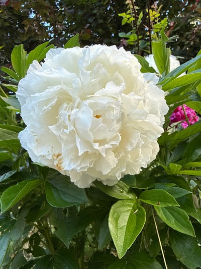 The image shows a close-up of a large, white peony flower in bloom, surrounded by lush green foliage. The flower is fully open, with many delicate, ruffled petals. There are a few water droplets on the petals, suggesting recent rain or dew. In the background, hints of other flowers, including a vibrant pink peony, are visible, as well as dark green leaves from other plants and trees. The lighting suggests it is daytime, possibly late afternoon, given the warm tones and some dappled light filtering through.
The scene is not located in Luch, Russia. It appears to be a garden or park setting with blooming peonies.