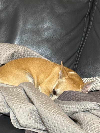 A small, tan dog is curled up asleep on a dark gray leather sofa, covered by beige and gray patterned blankets. The dog's head is tucked into its body, with its ears visible. The blankets have a quilted texture with visible stitching. The sofa appears to be in a residential setting.