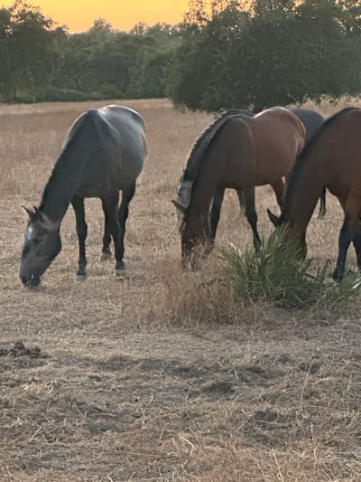 The image depicts a serene rural scene at sunset, located in the outskirts of El Pinto, Spain. Four horses are grazing in a dry, sun-baked field. The sky displays a warm, vibrant gradient of orange and yellow, indicating the end of the day. Lush green trees form a dense line along the horizon, contrasting with the arid landscape.
In the foreground, a dark-colored horse with a white marking on its face lowers its head to eat from the dry grass. To its right, a reddish-brown horse is also grazing, its head partially obscured by a clump of green vegetation. Further to the right, another reddish-brown horse is visible, with only its head and neck in frame, also engaged in eating. Behind these horses, the rump of a fourth, dark-colored horse can be seen.
The ground is covered with a thick layer of dry, straw-like grass, interspersed with patches of dark soil. The overall impression is one of peaceful solitude in a natural, undeveloped setting.