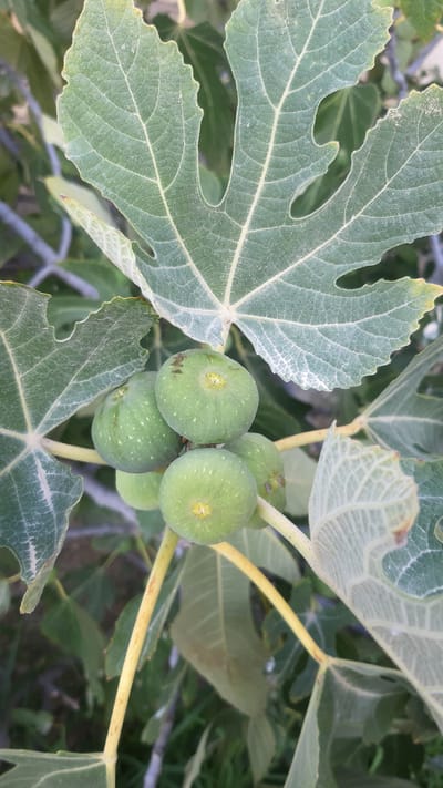 The image is a close-up shot of several unripe green figs growing on a tree branch, with large, lobed fig leaves visible in the foreground and background. The figs are clustered together, some appearing larger than others, and exhibit small white speckles. The leaves are a dusty green color, with prominent veins and slightly serrated edges. The stems are a pale yellow-green. The background is out of focus, showing more foliage and hints of a natural, possibly outdoor environment. The scene appears to be a natural setting, likely in a garden or orchard. There are no people or human activity visible in the image. The location in Korgöz, Azerbaijan, is not discernible from the visual information provided in the image itself.